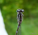 Variable Damselfly (Coenagrion pulchellum) F