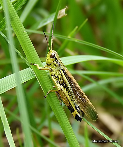 Large Marsh Grasshopper (Stethophyma grossum) M