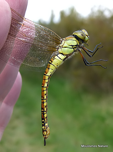 Southern Migrant Hawker (Aeshna affinis) F