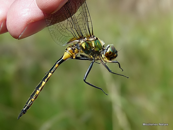 Yellow-spotted Emerald (Somatochlora flavomaculata) M