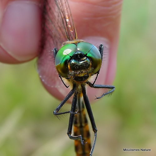 Yellow-spotted Emerald (Somatochlora flavomaculata) M