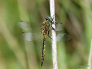 Yellow-spotted Emerald (Somatochlora flavomaculata) M