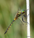 Yellow-spotted Emerald (Somatochlora flavomaculata) M