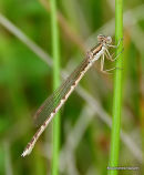 Winter Damselfly (Sympecma fusca) F
