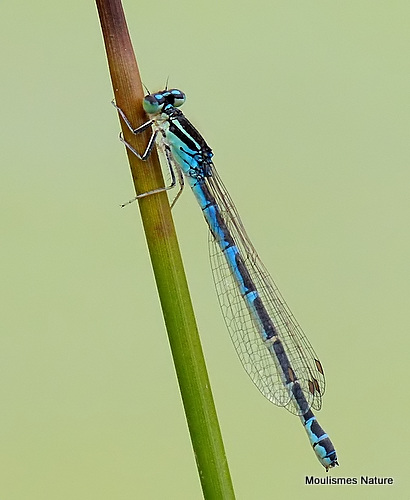 Dainty Damselfly (Coenagrion scitulum) F