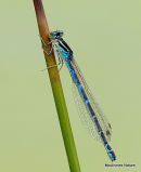 4 - Bluets