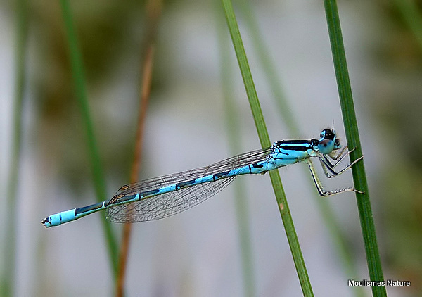 Dainty Damselfly (Coenagrion scitulum) M
