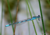 Dainty Damselfly (Coenagrion scitulum) M