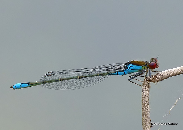 Small Red-eyed Damselfly (Erythromma viridulum) M
