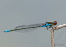 5 - Large Redeye > Orange Featherleg