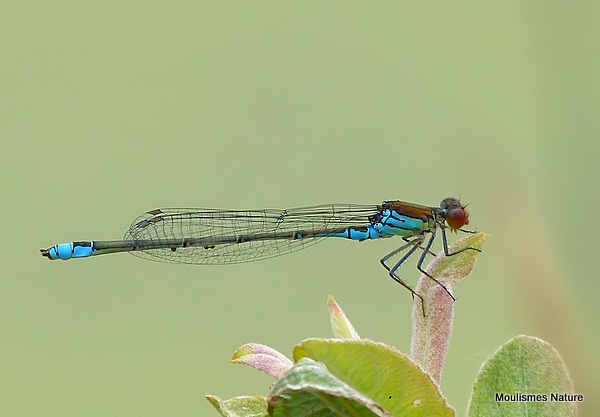 Small Red-eyed Damselfly (Erythromma viridulum) M