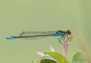 Small Red-eyed Damselfly (Erythromma viridulum) M