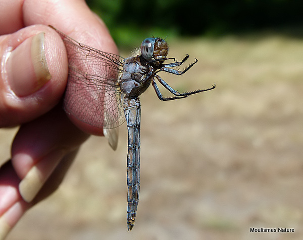 Keeled Skimmer (Orthetrum coerulescens) M