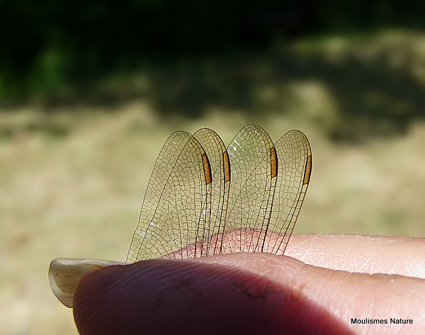 Keeled Skimmer (Orthetrum coerulescens) M