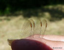 Keeled Skimmer (Orthetrum coerulescens) M