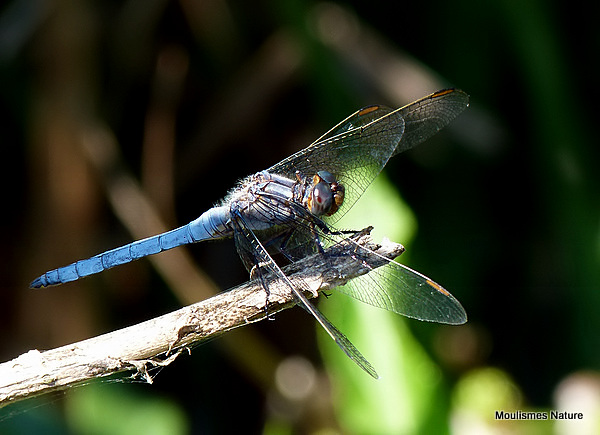 Keeled Skimmer (Orthetrum coerulescens) M