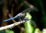 Keeled Skimmer (Orthetrum coerulescens) M