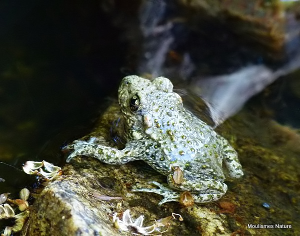 (?)Common Midwife Toad (Alytes obstetricans)