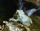(?)Common Midwife Toad (Alytes obstetricans)