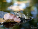 (?)Common Midwife Toad (Alytes obstetricans)