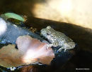 (?)Common Midwife Toad (Alytes obstetricans)