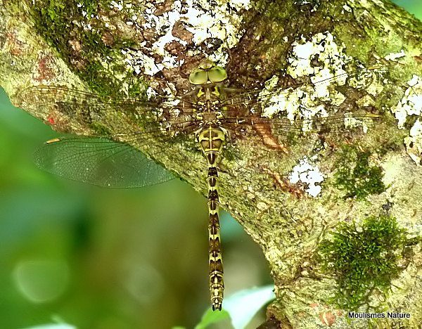 Dusk Hawker (Boyeria irene) F