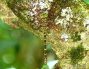Dusk Hawker (Boyeria irene) F