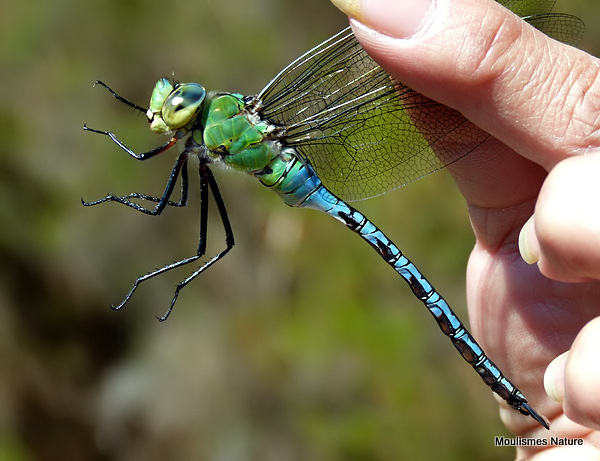 Emperor (Anax imperator) M