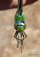 Emperor (Anax imperator) M