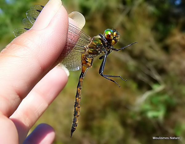 Yellow-spotted Emerald (Somatochlora flavomaculata) M