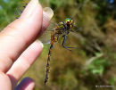 Yellow-spotted Emerald (Somatochlora flavomaculata) M