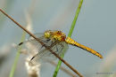Ruddy Darter (Sympetrum sanguineum) F