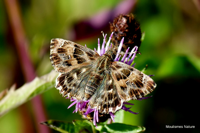 Mallow Skipper (Carcharodus alceae)