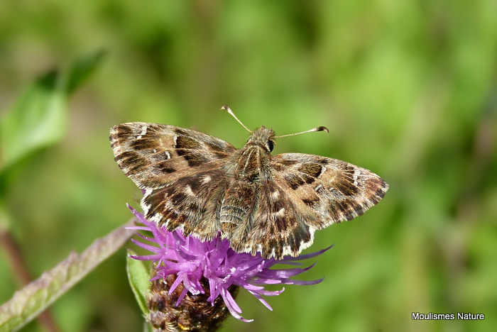 Mallow Skipper (Carcharodus alceae)