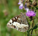 Great Banded Grayling (Brintesia circe)