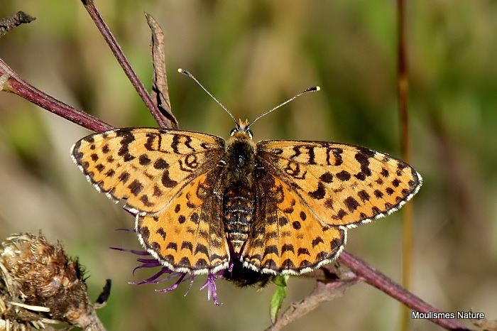 Spotted Fritillary (Melitaea didyma) F