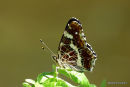 Map Butterfly (Araschnia levana)