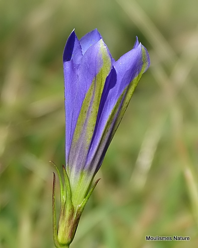 Gentiana pneumonanthe, Marsh Gentian
