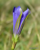 Gentiana pneumonanthe, Marsh Gentian
