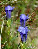 Gentiana pneumonanthe, Marsh Gentian
