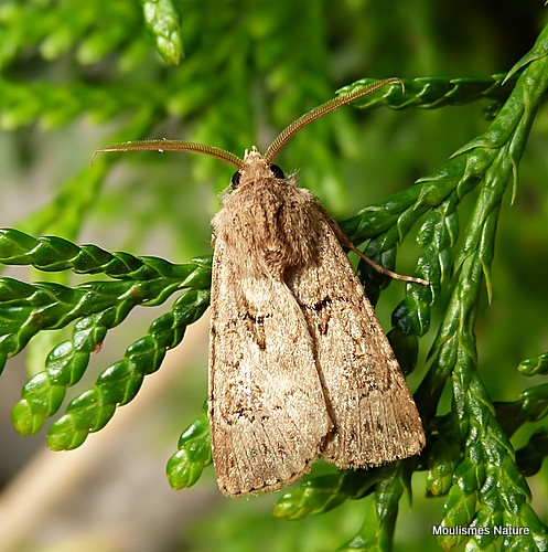 Great Dart male (Agrotis crassa)