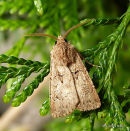 Great Dart male (Agrotis crassa)