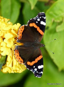 Red Admiral (Vanessa atalanta)