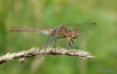 Southern Darter (Sympetrum meridionale) F