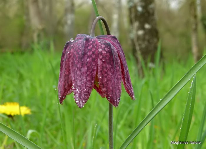<em>Fritillaria meleagris</em>