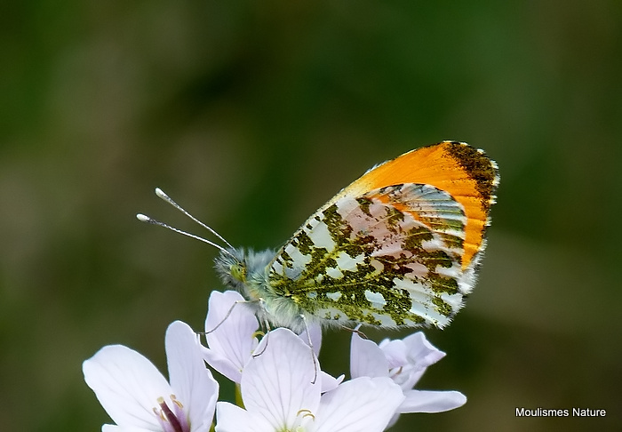 Orange Tip (Anthocharis cardamines) M