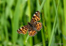 Map Butterfly (Araschnia levana)