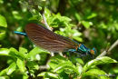 Beautiful Demoiselle (Calopteryx virgo) M-imm