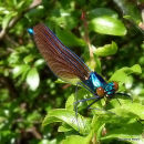 Beautiful Demoiselle (Calopteryx virgo) M-imm