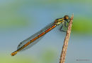 Large Red Damselfly (Pyrrhosoma nymphula) F